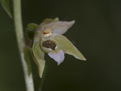 Epipactis tallosii