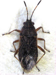 Rhypodes clavicornis