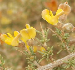 Aspalathus acuminata acuminata