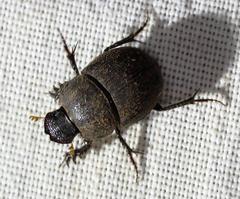 Hamonthophagus depressus