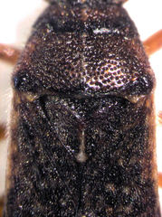 Rhypodes clavicornis