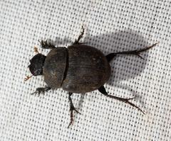 Hamonthophagus depressus