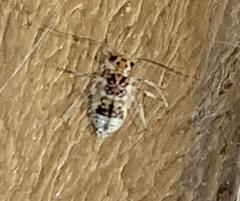 Teliapsocus