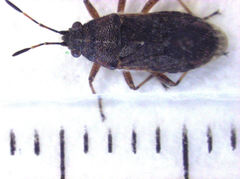 Rhypodes clavicornis