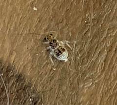 Teliapsocus
