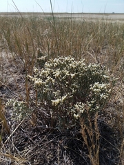 Eriogonum effusum