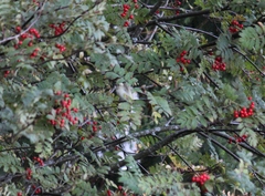 Serinus canaria domesticus