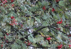 Serinus canaria domesticus