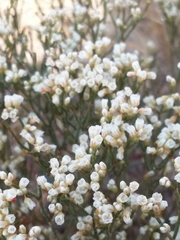 Eriogonum effusum