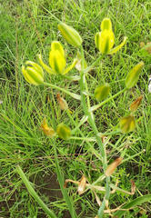 Albuca