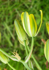 Albuca