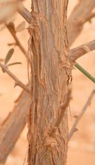 Aspalathus ternata