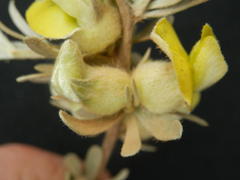 Aspalathus ternata