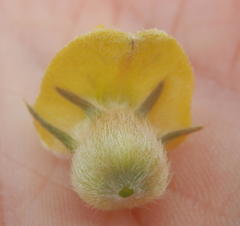 Aspalathus ternata