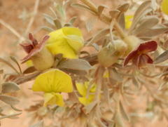 Aspalathus ternata