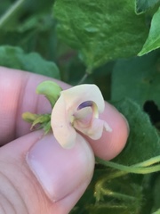 Strophostyles helvola