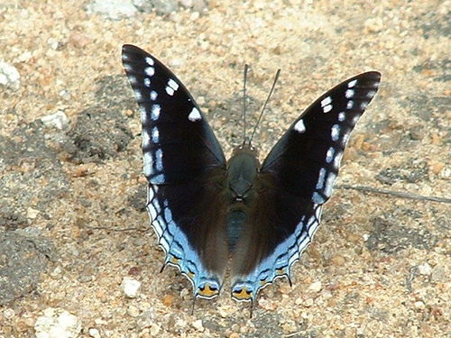 Blue-spangled Charaxes