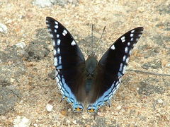 Charaxes guderiana