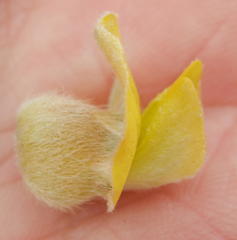 Aspalathus ternata