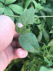 Strophostyles helvola