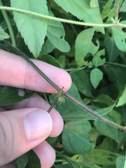 Strophostyles helvola