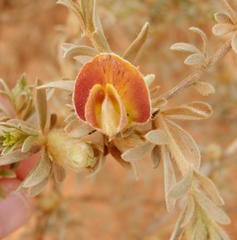 Aspalathus ternata