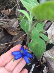 Coccocypselum lanceolatum