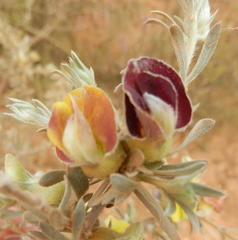 Aspalathus ternata