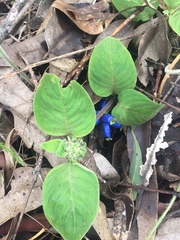 Coccocypselum lanceolatum