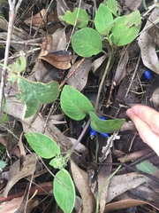 Coccocypselum lanceolatum