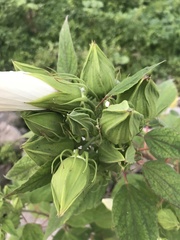 Hibiscus moscheutos