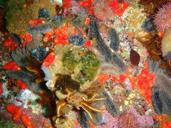 Pentacta doliolum