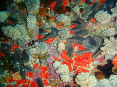 Pentacta doliolum