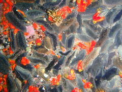 Pentacta doliolum