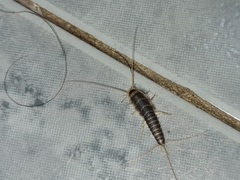 Ctenolepisma longicaudatum