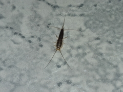 Ctenolepisma longicaudatum