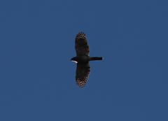 Accipiter tachiro tachiro