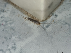 Ctenolepisma longicaudatum