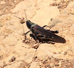 Schistocerca melanocera