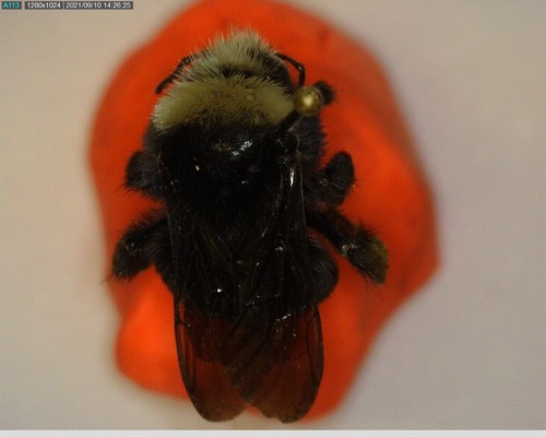iNaturalist observation photo of Yellow-faced Bumble Bee