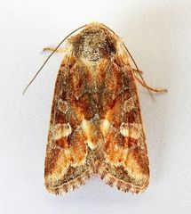 Lacinipolia lepidula