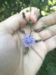 Lactuca floridana