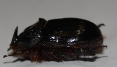 Temnorhynchus coronatus