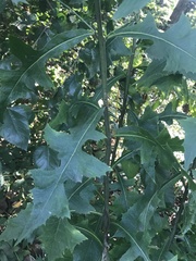Lactuca floridana