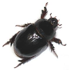 Temnorhynchus coronatus