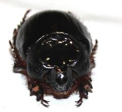 Temnorhynchus coronatus