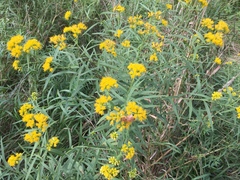 Euthamia graminifolia