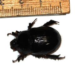 Temnorhynchus coronatus