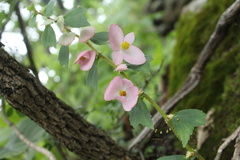 Begonia gracilis