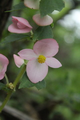 Begonia gracilis